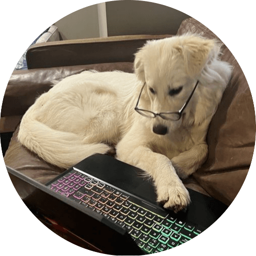 A golden retriever dog wearing reading glasses while looking at a laptop screen